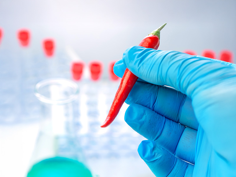 Ricercatore con guanto sterile osserva un peperoncino rosso, simbolo della capsaicina, ingrediente attivo utilizzato in formulazioni cosmetiche e prodotti per il sollievo muscolare